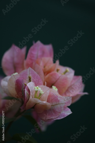 Flower feature, Bougainvillea, spectabilis, rose