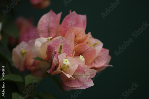 Flower feature, Bougainvillea, spectabilis, rose