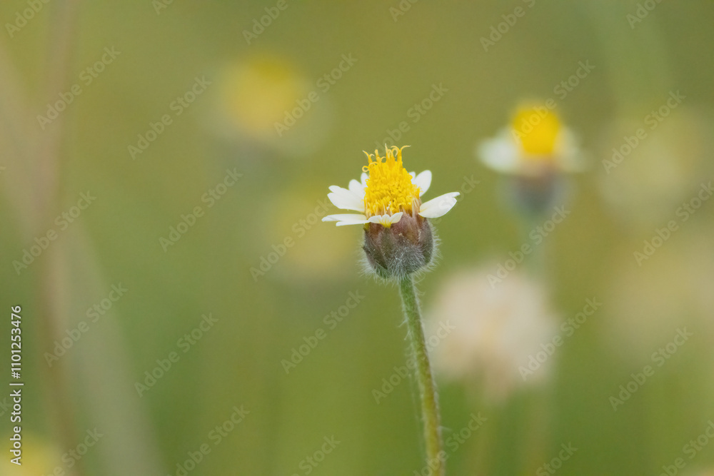 Obraz premium A delicate Coatbuttons flower in full bloom with white petals surround a yellow center. The flower's slender stem and simple beauty highlight the natural charm of this common wildflower.
