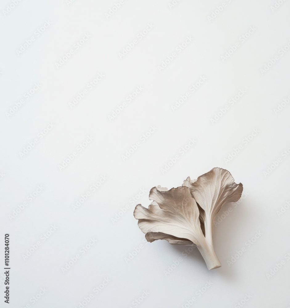 Elegant Mushroom Detail Against a White Background Elegant Mushroom Detail Against a White Background
