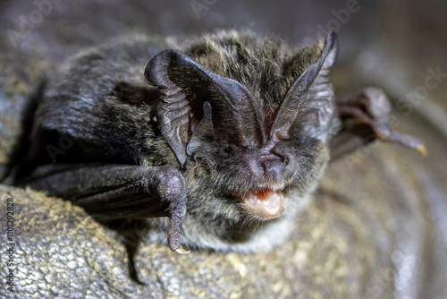 Eine zur Bestimmung mit Netz gefangene Mopsfledermaus in der Seitenansicht in einer behandschuhten Hand