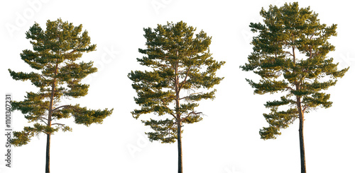 Bild auf Leinwand Pinus sylvestris tree big tall isolated png on a transparent background premium