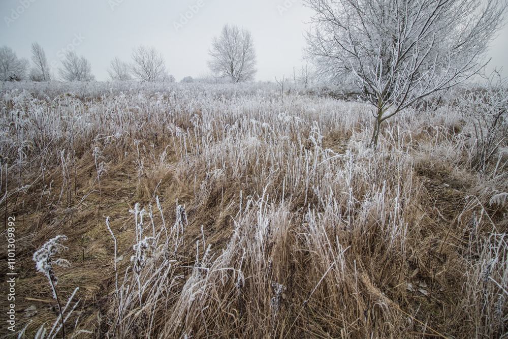 Fototapeta premium Frozen frosty ice coating winter mood