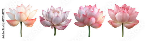 Stunning Lotus Flowers Set on Bright Background
