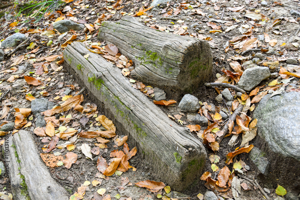 two wood logs in a forest in autumn