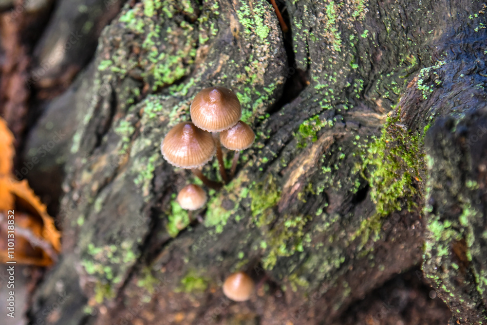 mushrooms growing in the bark of a tree