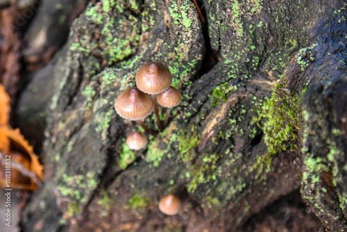 Obraz na płótnie mushrooms growing in the bark of a tree w salonie