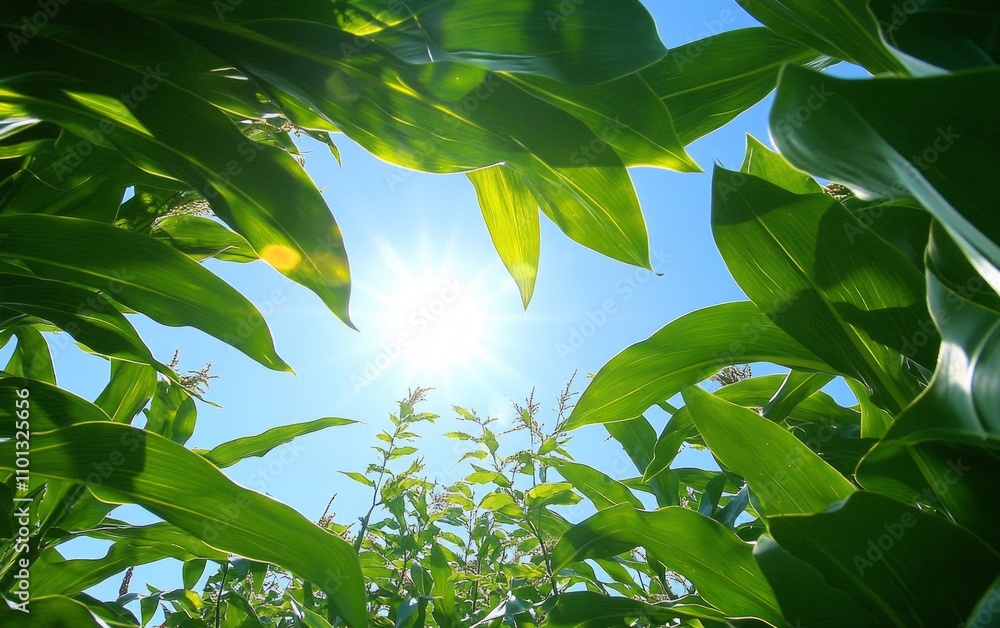 Fototapeta premium Vibrant Cornfield Under Sunny Sky