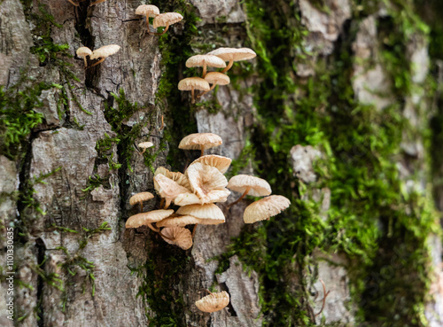 Mushrooms gracefully adorn the rough bark of an ancient tree in a tranquil forest setting photo