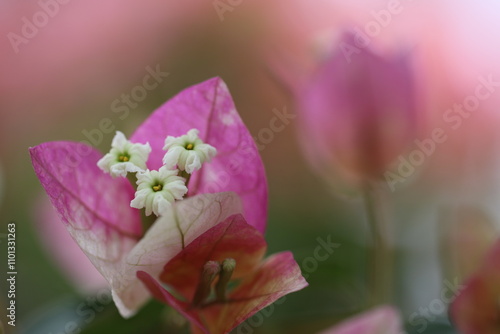 Flower feature, Bougainvillea, spectabilis, rose with purple red pink white color