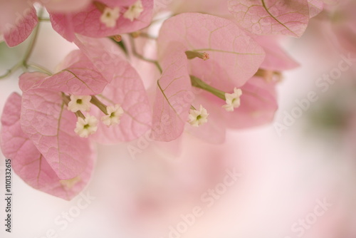 Flower feature, Bougainvillea, spectabilis, rose with purple red pink white color