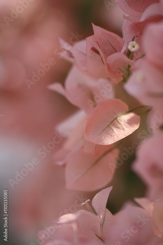 Flower feature, Bougainvillea, spectabilis, rose with purple red pink white color