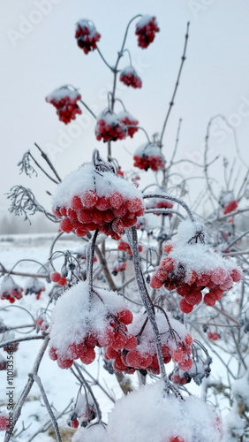 Frosty berries on a snowy, Guelder rose (Viburnum opulus), winter day. branches of a rowan bush. Red Viburnum berries under the snowflakes