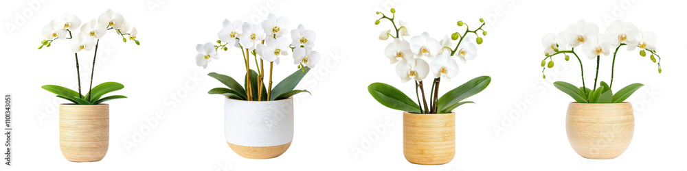 Obraz premium Elegant white orchids in eco friendly bamboo pots, showcasing modern design. Perfect for home decor or office spaces, these plants add touch of nature and tranquility