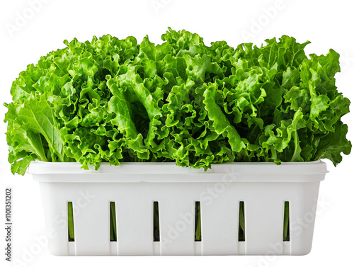 Overflowing basket of freshly harvested lettuce, a vibrant display of green goodness for healthy eating photo