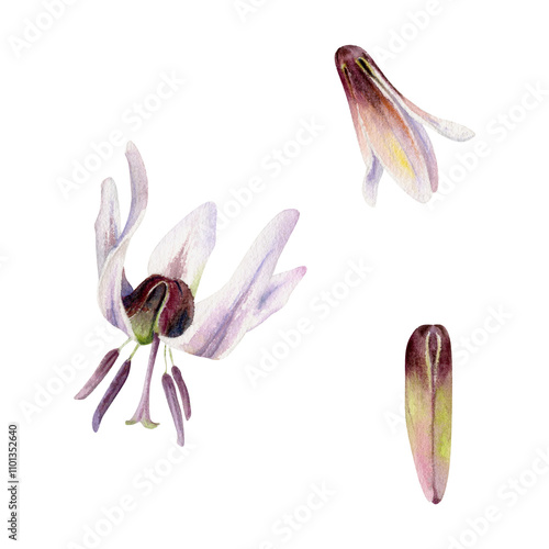 Spring flower, fawn trout lily erythronium buds, white and brown, watercolor isolated botanical illustration, hand drawn. Single element for wedding, florist shop, stationery, scrapbooking, decoupage. photo