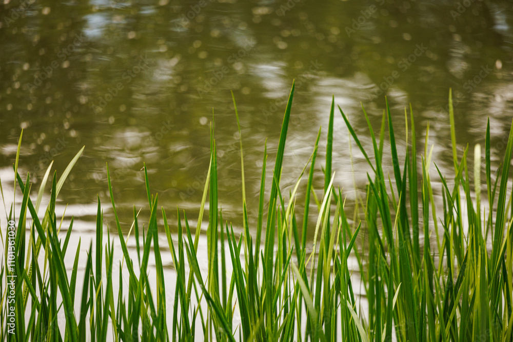 Delicate green blades sway gently by a tranquil pond reflecting serene ripples during golden hour Delicate green blades sway gently by a tranquil pond reflecting serene ripples during golden hour