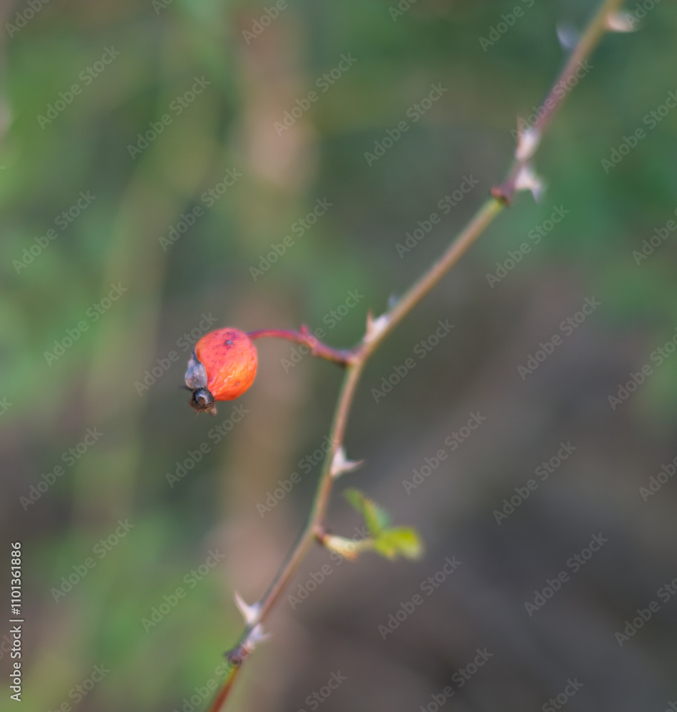 Red rosehip berries on the branches. Romantic autumn still life with rosehip berries. Wrinkled berries of rosehip on a bush on late Fall. Hawthorn berries are tiny fruits that grow on trees and shrubs Red rosehip berries on the branches. Romantic autumn still life with rosehip berries. Wrinkled berries of rosehip on a bush on late Fall. Hawthorn berries are tiny fruits that grow on trees and shrubs