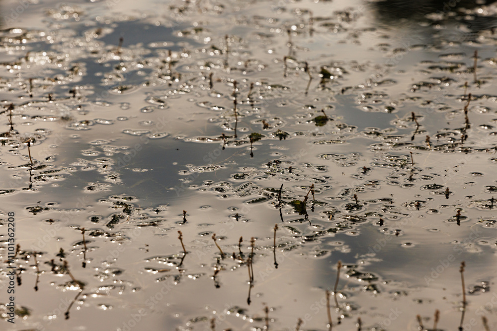 Tranquil wetland reflections at dusk reveal nature intricate patterns and delicate water life Tranquil wetland reflections at dusk reveal nature intricate patterns and delicate water life
