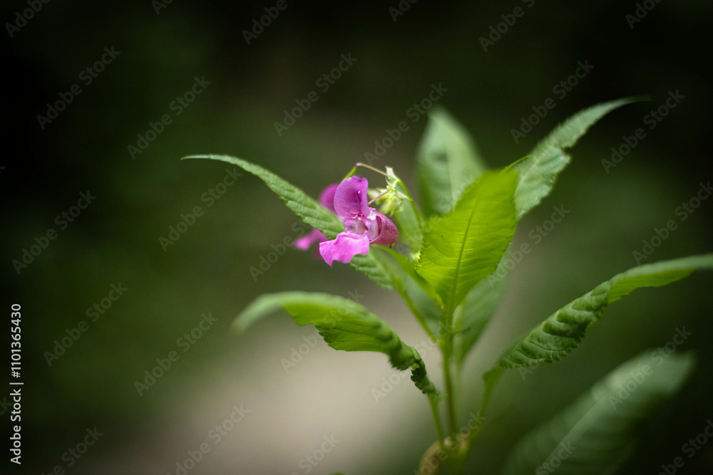 Fototapeta premium A delicate pink wildflower blooms gracefully in a lush green environment during daylight