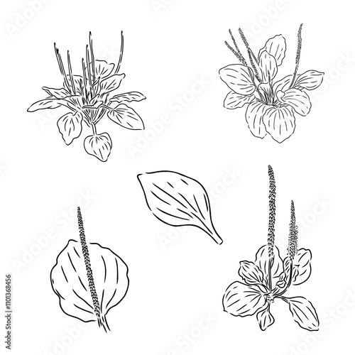 Plantain. Medicinal plant wild field flower. Sketch. Hand drawn outline vector illustration