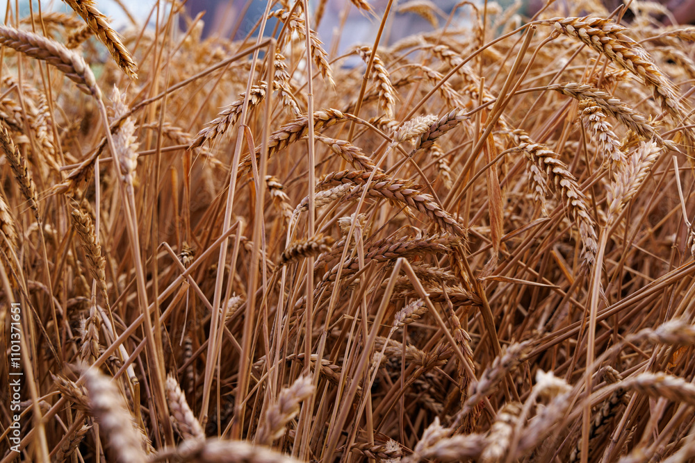 Obraz premium Golden wheat swaying gently in the breeze during a sunny autumn day on the farm