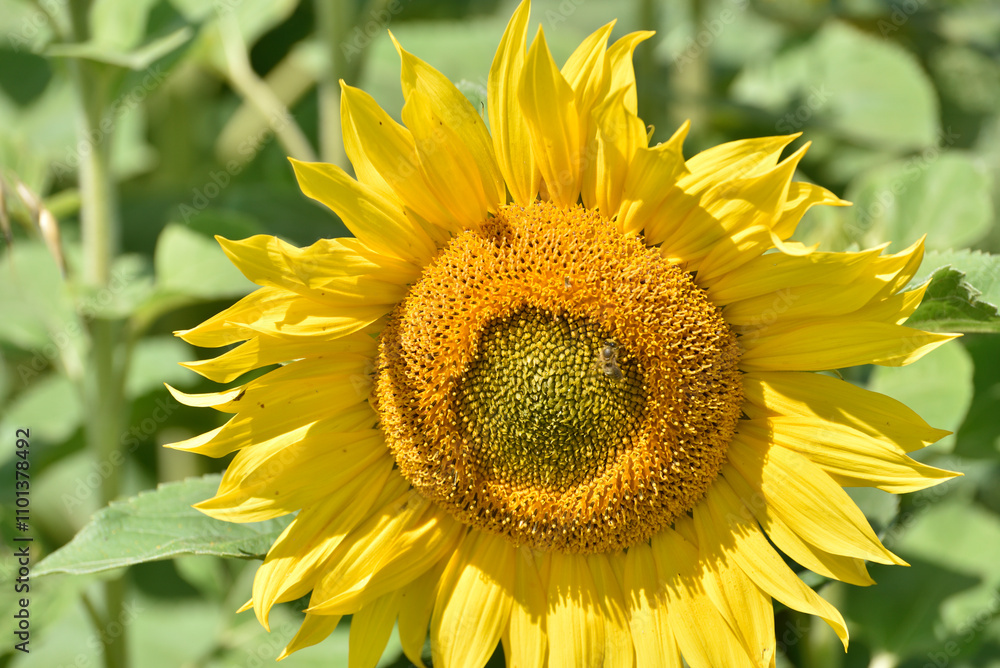 Fototapeta premium the entire sunflower field presents itself in all its charm