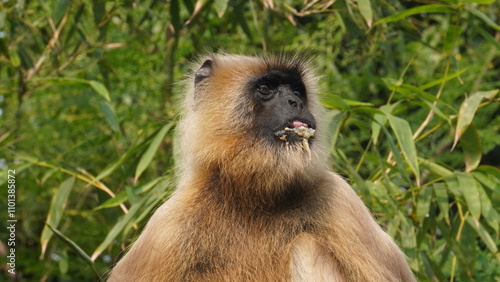Canvas Print A solitary langur monkey sits peacefully on a terrace, delicately eating, its lo