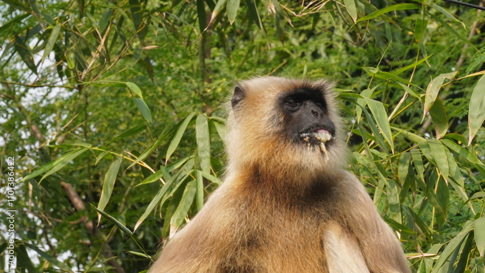 Fototapeta premium A solitary langur monkey sits peacefully on a terrace, delicately eating, its long tail curled and expressive eyes alert