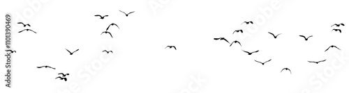 flock of birds silhouette isolated on transparent clear background