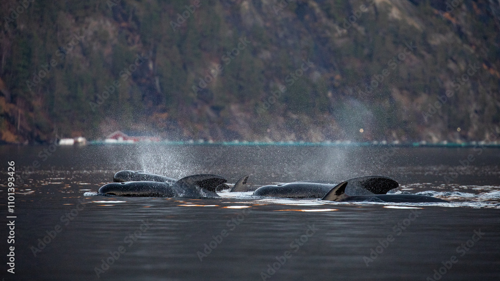Obraz premium Whales swimming near fish farm in Norwegian fjord.