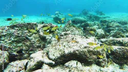 French grunts (haemulon flavolineatum) swimming peacefully over coral reef in beautiful, clear waters of the Caribbean Sea near Cozumel Island, Mexico, creating vibrant underwater scene, fpv shot photo