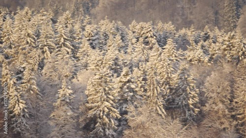 Panning shot of sunlit, snow covered forest pine trees in Europe. Above view, close up telephoto shot, real time, no people