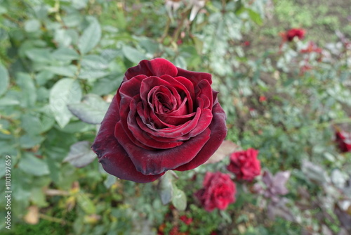 Velvety dark red flower of one rose in November