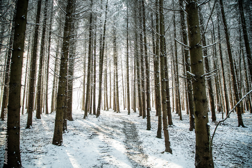 Fototapeta premium beautiful winter landscape snow covered pine forest