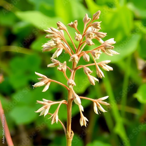 Lunaria annua, English name honesty or annual honesty, dried stalk with silvery seedpods (silicles) 2 photo