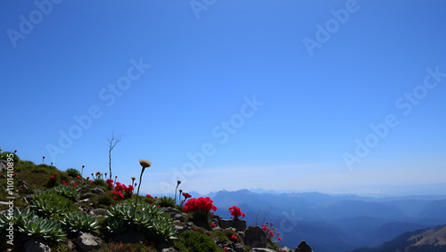 Alpine Vegetation am Cima Pomodoro (Comer Voralpen)