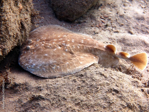 Torpedo ray from the red sea