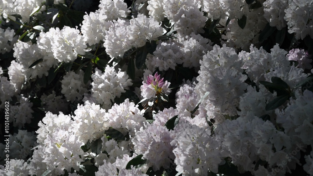 Rhododendron-1 Rhododendron-1