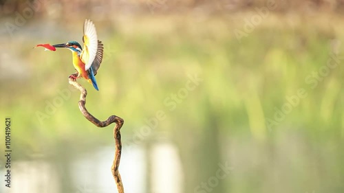 A Common Kingfisher Catching Fish(Slow Motion).