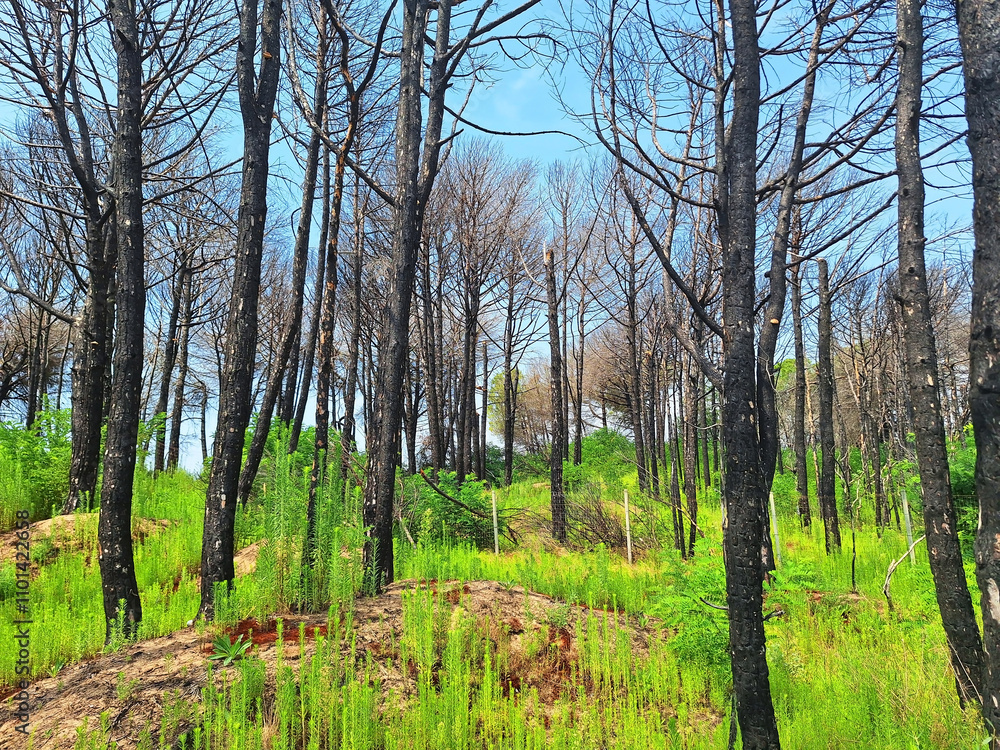 Fototapeta premium Forest after fire with black trees and green grass against blue sky.