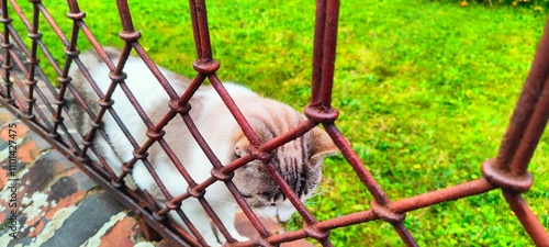 Fluffy cat behind a fence on the street, against the background of green grass photo