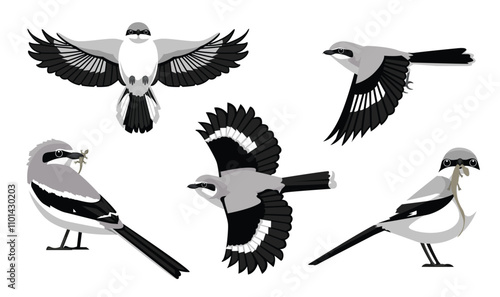 Bird Shrike Loggerhead Various Poses Cartoon Vector Character