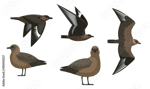 Bird Skua Jaeger Brown Various Poses Cartoon Vector Character