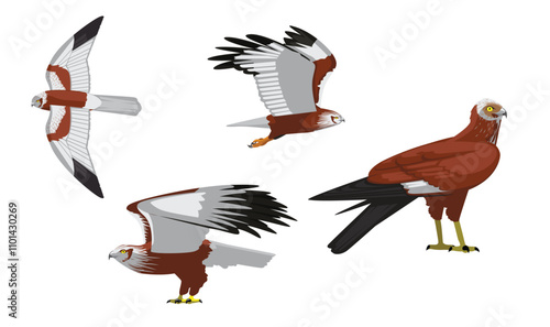 Marsh Harrier Hawk Various Poses Cartoon Vector Character