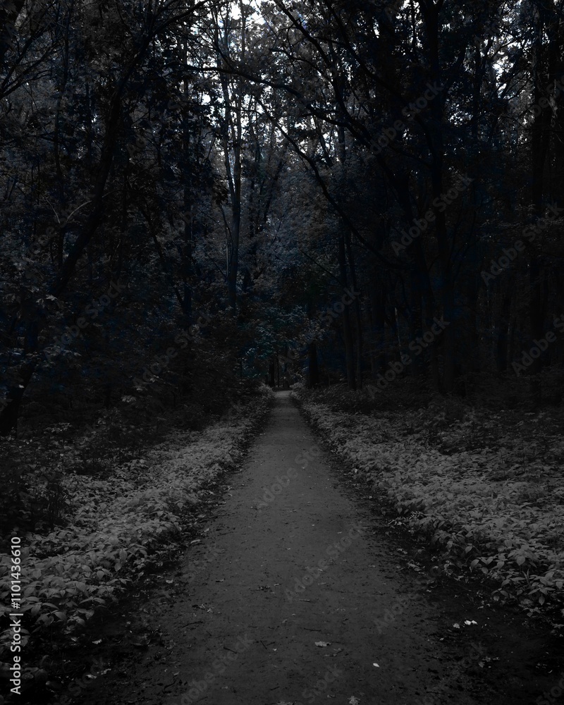 Fototapeta premium Road in the summer woods, Black metal forest, dark spooky forest, dark horror atmosphere