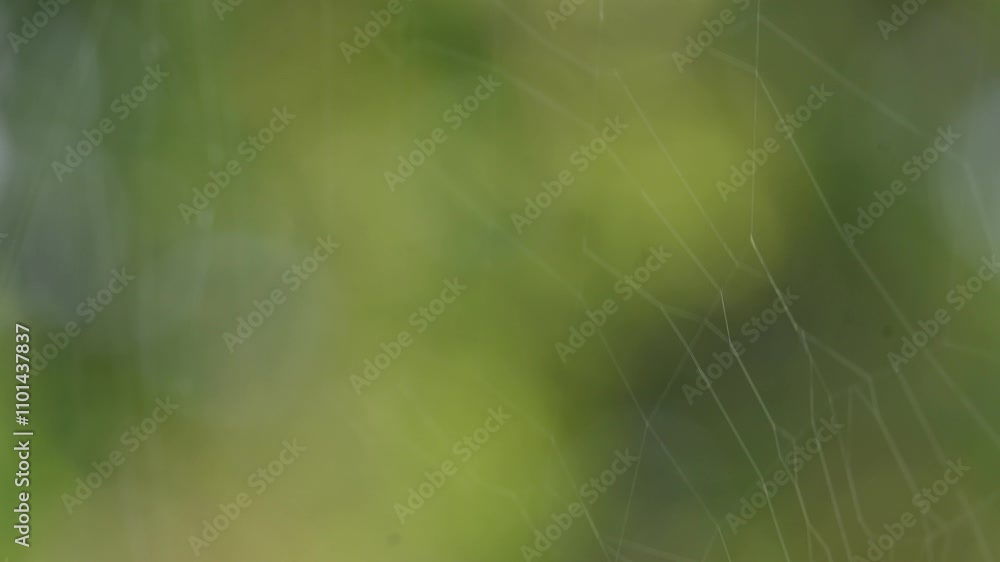 Nephila pilipes spider. Its other names golden orb weaver and giant golden orb weaver. This is a species of golden orb web spider. A big spider on its web in the forest. Nephila pilipes spider. Its other names golden orb weaver and giant golden orb weaver. This is a species of golden orb web spider. A big spider on its web in the forest.