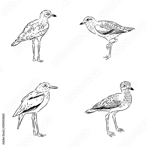 Vector card with hand drawn cute plover. Beautiful animal design elements, ink drawing