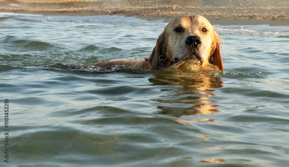Close-up front view of a labrador retriever dog swimming in the sea, Bulgaria Close-up front view of a labrador retriever dog swimming in the sea, Bulgaria