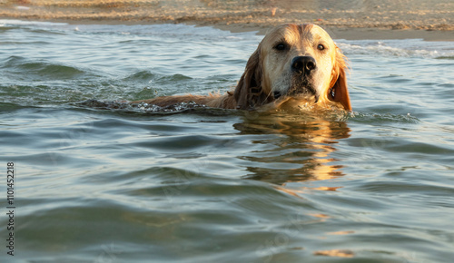 Close-up front view of a labrador retriever dog swimming in the sea, Bulgaria photo